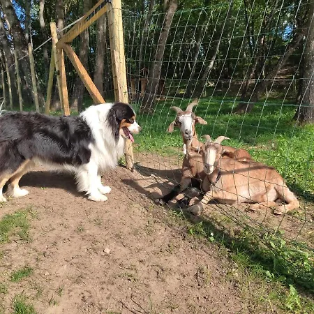 Daire Pagel Catus (Lot)